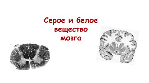 Как беременность меняет мозг: уменьшение серого вещества — адаптация к материнству