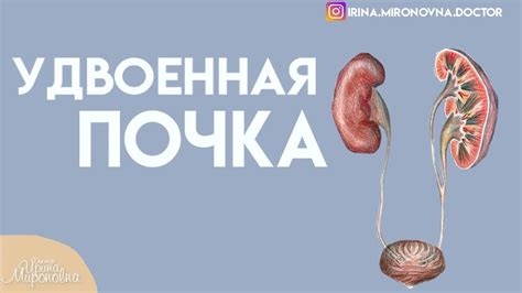 Как питьё влияет на почки: простые правила для крепкого здоровья