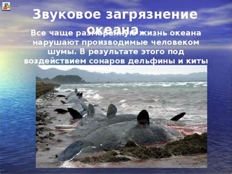 Массовое выбрасывание китов: почему стая пришла к берегу из-за родов