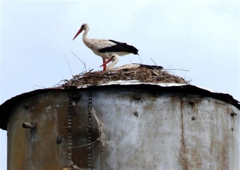 Необычный сосед: как аисты устроили гнездо на водонапорной башне Сасовского округа