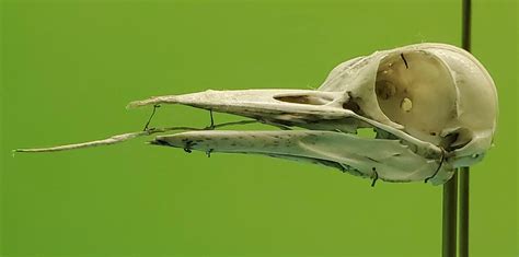 Почему череп дятла — шедевр природной инженерии