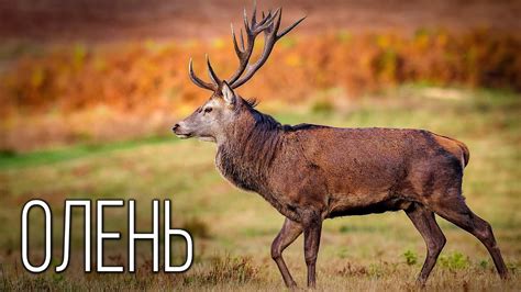 Тайга, олень и очаг: как живут хантыйские женщины в Югре