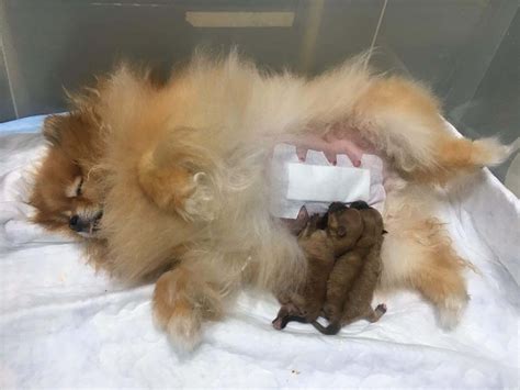 Женщина из Екатеринбурга требует справедливости после трагичных родов у собаки: как разрастается спор с ветеринарами