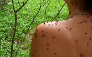 Сонник — к чему снятся муравьи