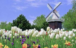 Bakit lumitaw ang tulip mania sa Holland noong ika-17 siglo?