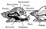 Брюхоногие черви. Брюхоногие моллюски. Описание, особенности, виды и значение брюхоногих моллюсков. Класс брюхоногие моллюски: классификация